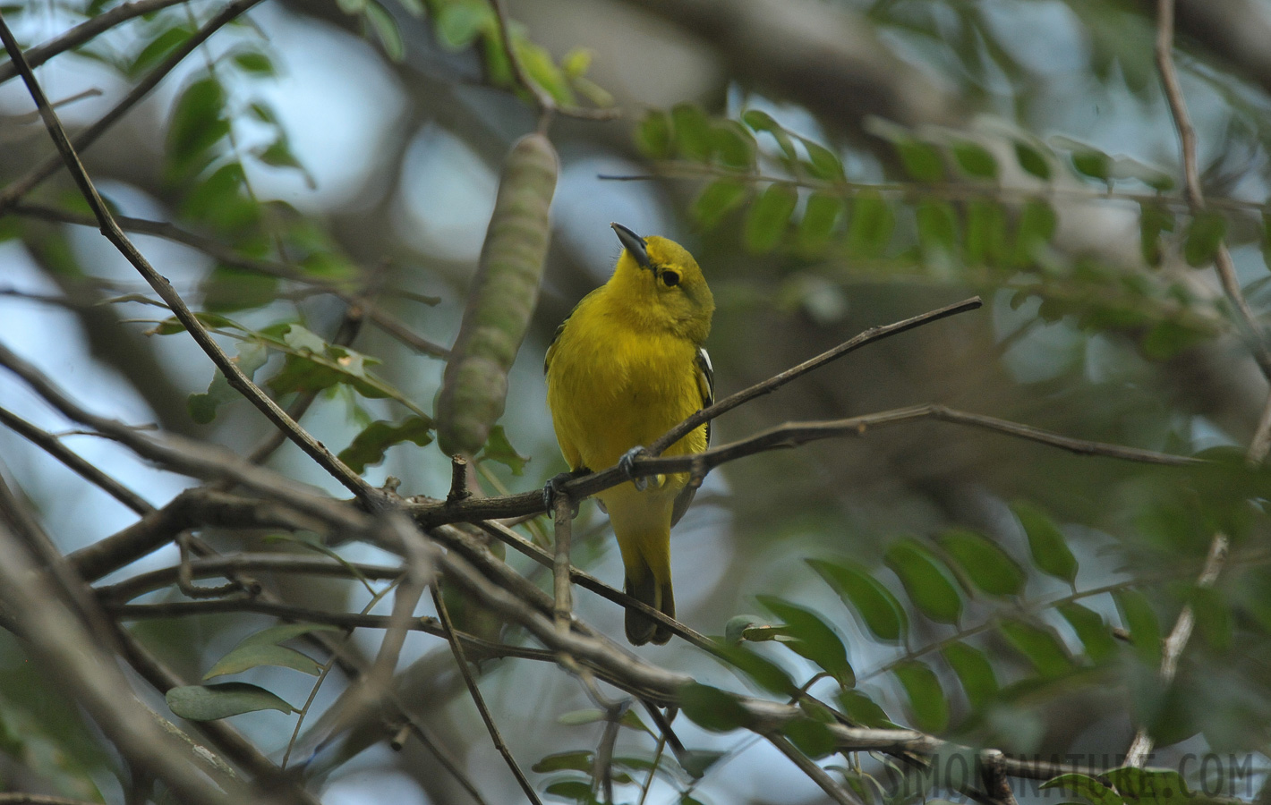 Aegithina tiphia multicolor [550 mm, 1/400 Sek. bei f / 6.3, ISO 2000]